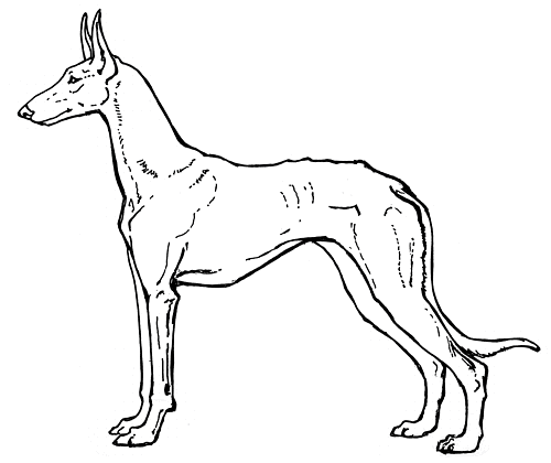 Ibizan Hound