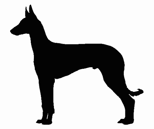 Ibizan Hound Silhouette